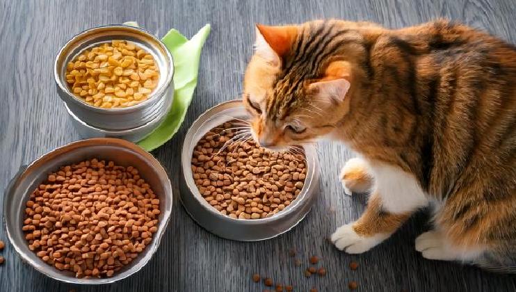 How to Make Cat Food Recipes at Home